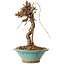 Parthenocissus, 21 cm, ± 10 ans