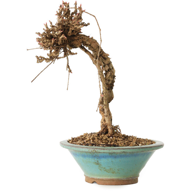 Parthenocissus, 21 cm, ± 10 ans