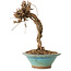 Parthenocissus, 21 cm, ± 10 ans