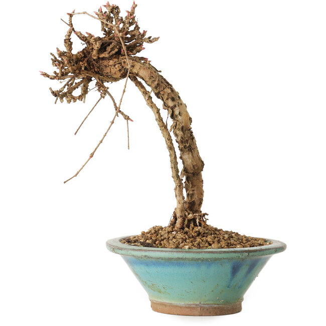 Parthenocissus, 21 cm, ± 10 jaar oud