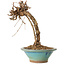 Parthenocissus, 21 cm, ± 10 ans