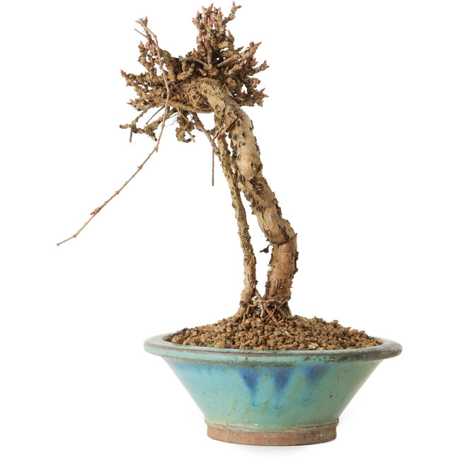 Parthenocissus, 21 cm, ± 10 ans