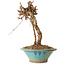 Parthenocissus, 21 cm, ± 10 ans