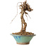 Parthenocissus, 21 cm, ± 10 ans