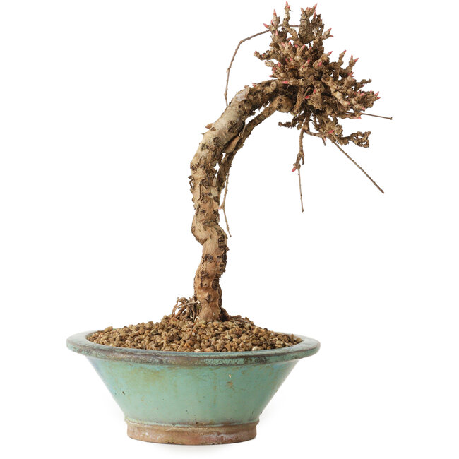 Partenocisso, 21 cm, ± 10 anni di età