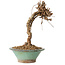 Parthenocissus, 21 cm, ± 10 ans