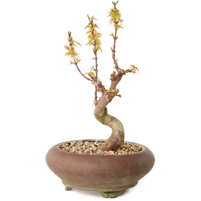 Acer palmatum Kotohime, 15 cm, ± 10 years old