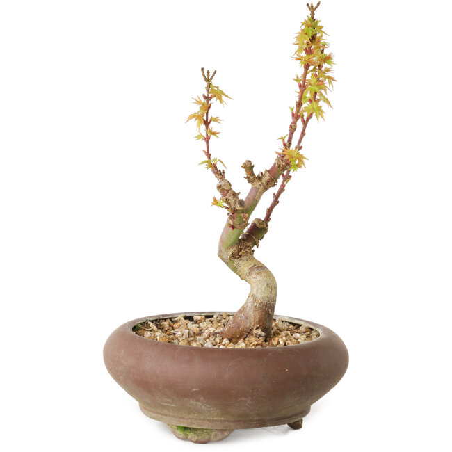 Acer palmatum Kotohime, 15 cm, ± 10 años de edad