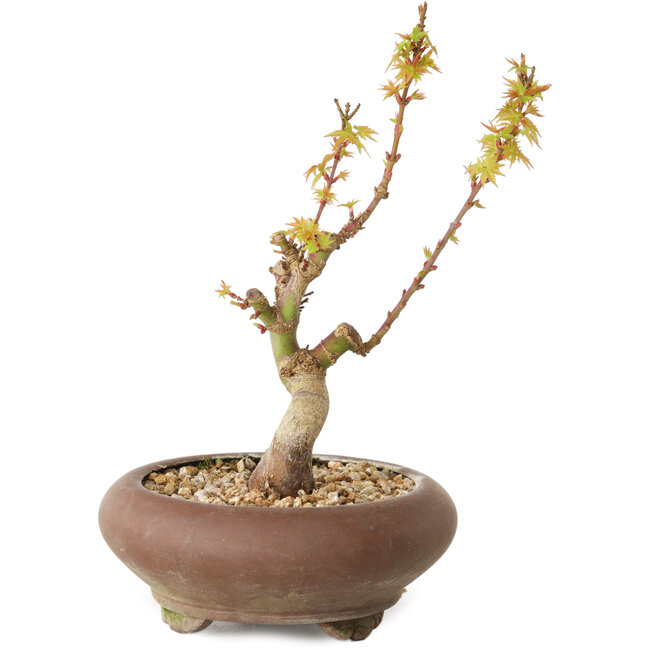 Acer palmatum Kotohime, 15 cm, ± 10 años de edad