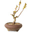 Acer palmatum Kotohime, 15 cm, ± 10 jaar oud