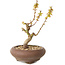 Acer palmatum Kotohime, 15 cm, ± 10 ans