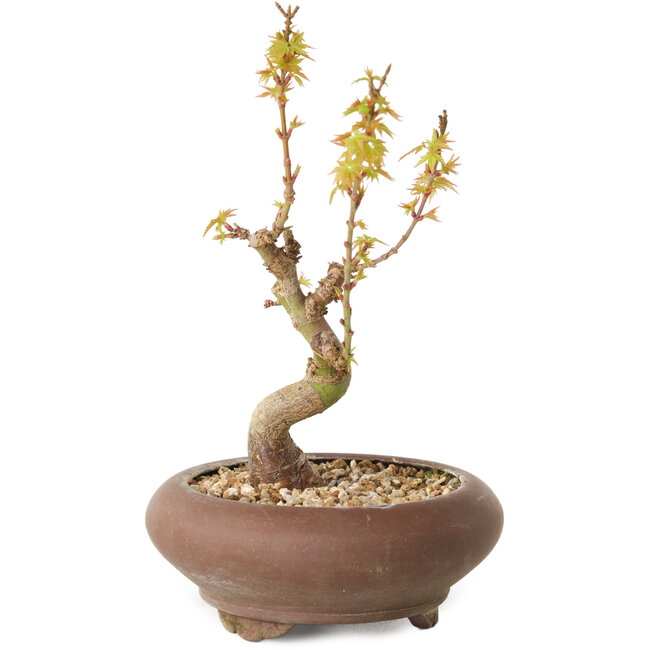 Acero palmatum Kotohime, 15 cm, ± 10 anni
