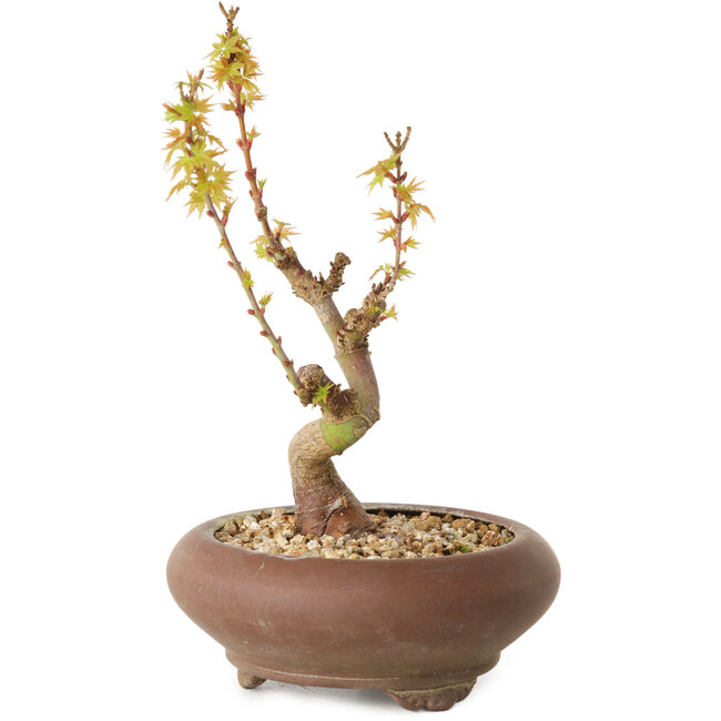 Acer palmatum Kotohime, 15 cm, ± 10 ans