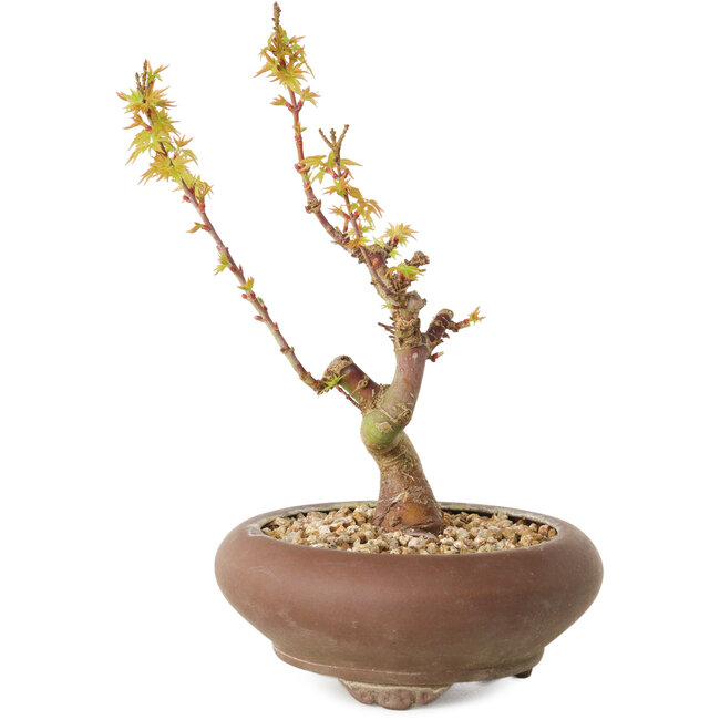 Acer palmatum Kotohime, 15 cm, ± 10 years old