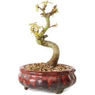 Acer palmatum Kotohime, 12 cm, ± 10 anni