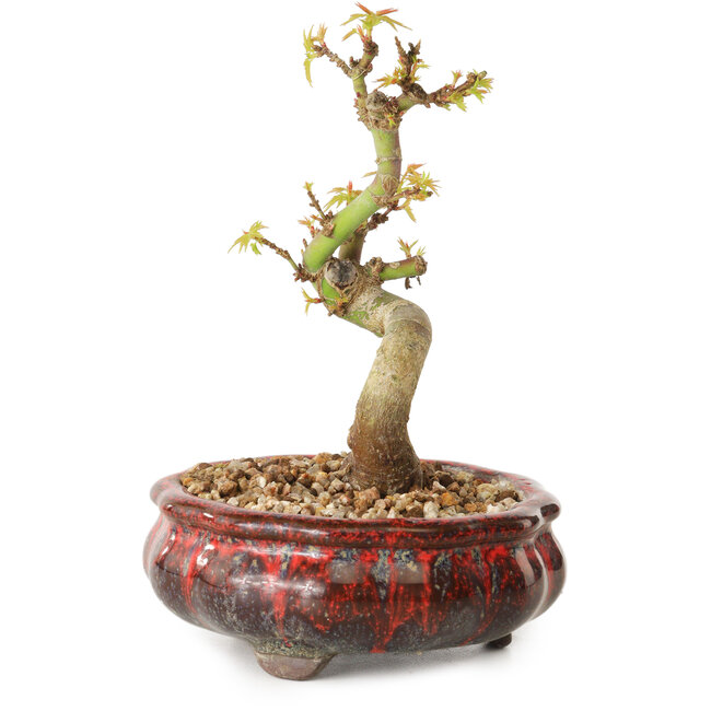 Acer palmatum Kotohime, 12 cm, ± 10 anni