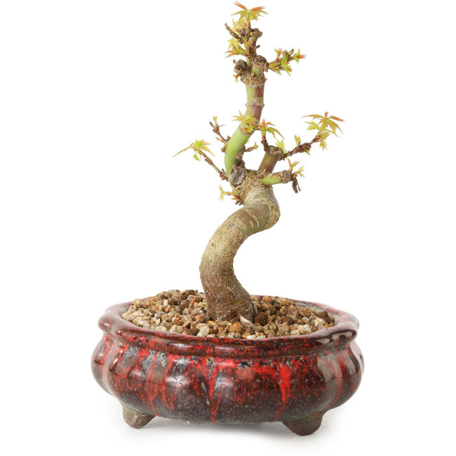 Acer palmatum Kotohime, 12 cm, ± 10 Jahre alt