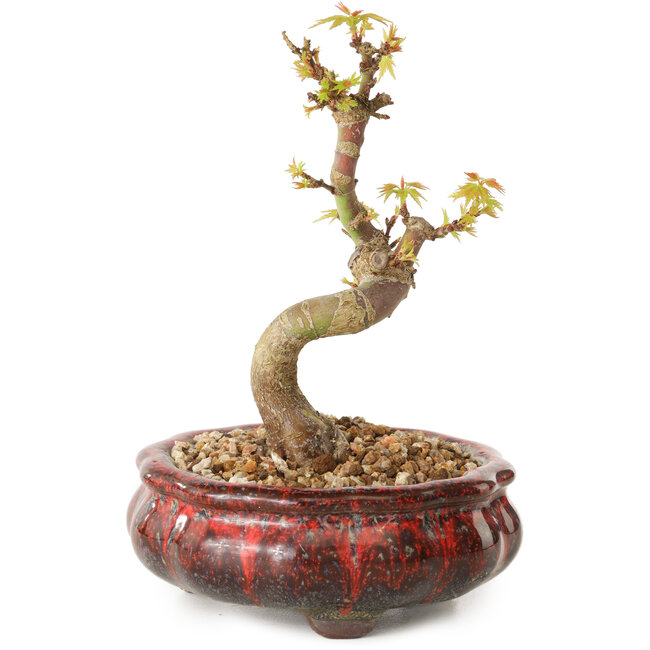 Acer palmatum Kotohime, 12 cm, ± 10 years old