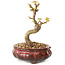 Acer palmatum Kotohime, 12 cm, ± 10 ans