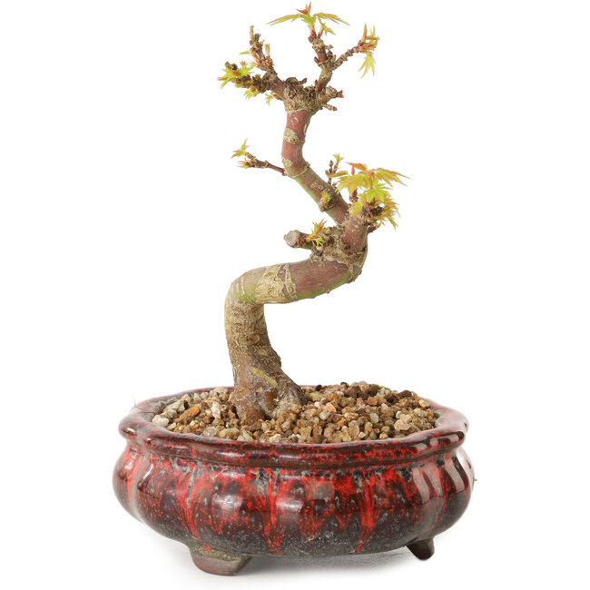 Acer palmatum Kotohime, 12 cm, ± 10 Jahre alt