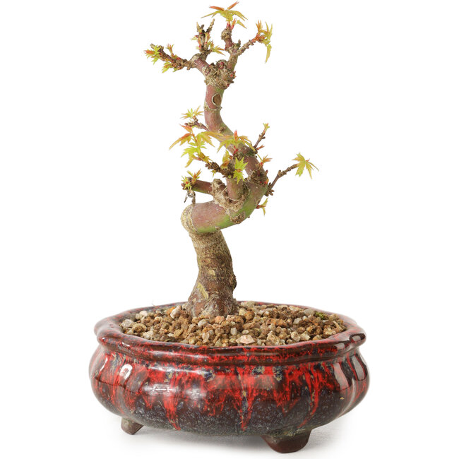 Acer palmatum Kotohime, 12 cm, ± 10 Jahre alt