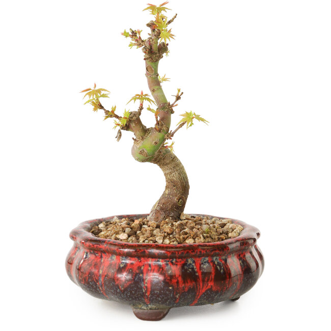 Acer palmatum Kotohime, 12 cm, ± 10 años de edad