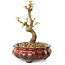 Acer palmatum Kotohime, 12 cm, ± 10 Jahre alt