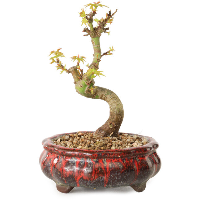 Acer palmatum Kotohime, 12 cm, ± 10 years old