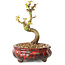 Acer palmatum Kotohime, 12 cm, ± 10 Jahre alt