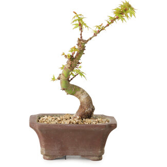 Acer palmatum Kotohime, 14 cm, ± 10 jaar oud