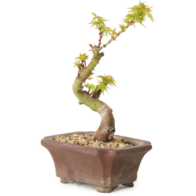 Acer palmatum Kotohime, 14 cm, ± 10 ans