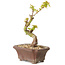 Acer palmatum Kotohime, 14 cm, ± 10 Jahre alt