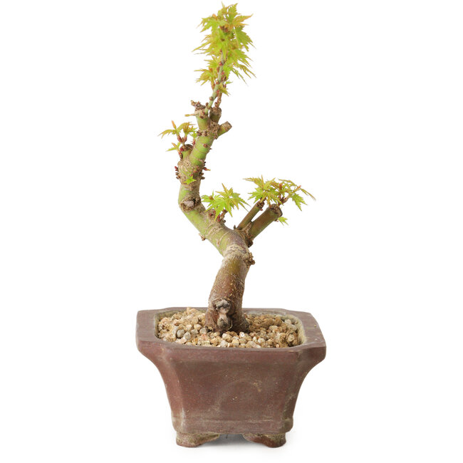 Acer palmatum Kotohime, 14 cm, ± 10 years old