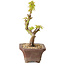 Acer palmatum Kotohime, 14 cm, ± 10 jaar oud