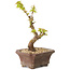 Acer palmatum Kotohime, 14 cm, ± 10 Jahre alt