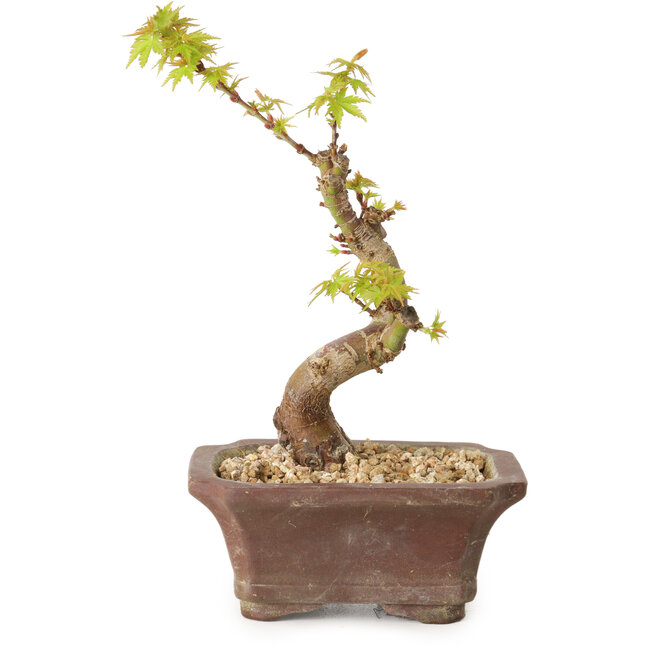 Acer palmatum Kotohime, 14 cm, ± 10 jaar oud