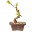 Acer palmatum Kotohime, 14 cm, ± 10 jaar oud