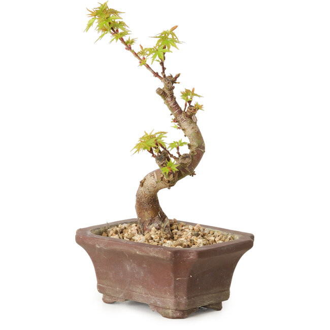 Acer palmatum Kotohime, 14 cm, ± 10 anni