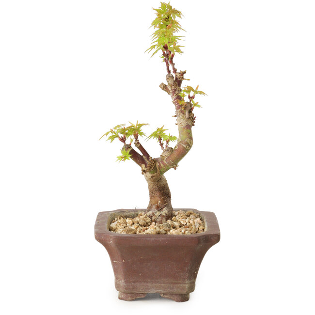 Acer palmatum Kotohime, 14 cm, ± 10 ans