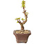 Acer palmatum Kotohime, 14 cm, ± 10 años de edad