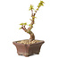 Acer palmatum Kotohime, 14 cm, ± 10 Jahre alt