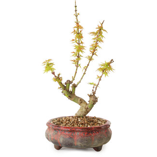 Acer palmatum Kotohime, 19 cm, ± 10 anni