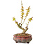 Acer palmatum Kotohime, 19 cm, ± 10 Jahre alt