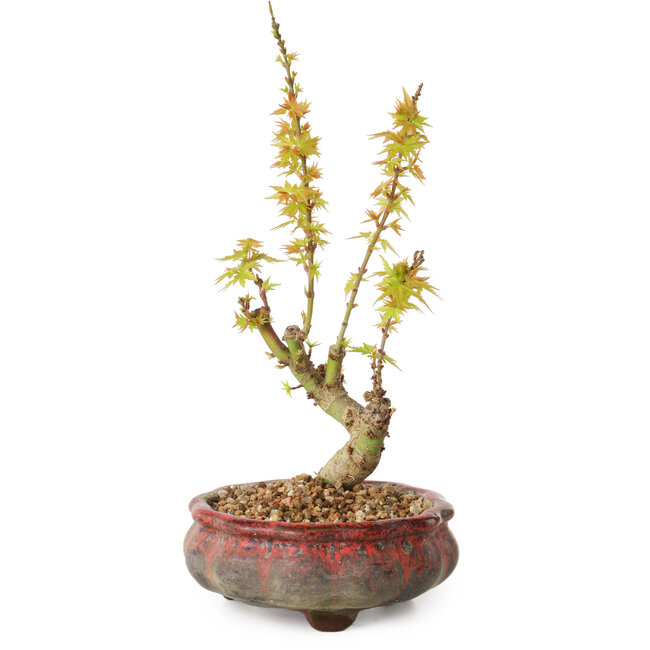 Acer palmatum Kotohime, 19 cm, ± 10 ans
