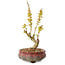 Acer palmatum Kotohime, 19 cm, ± 10 Jahre alt