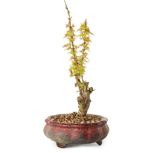 Acer palmatum Kotohime, 19 cm, ± 10 jaar oud