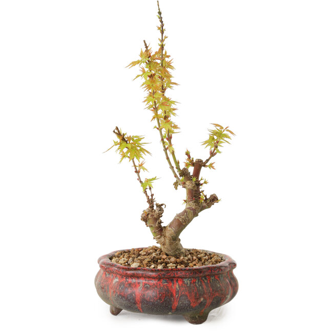 Acer palmatum Kotohime, 19 cm, ± 10 años de edad
