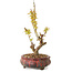 Acer palmatum Kotohime, 19 cm, ± 10 years old