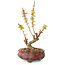 Acer palmatum Kotohime, 19 cm, ± 10 jaar oud