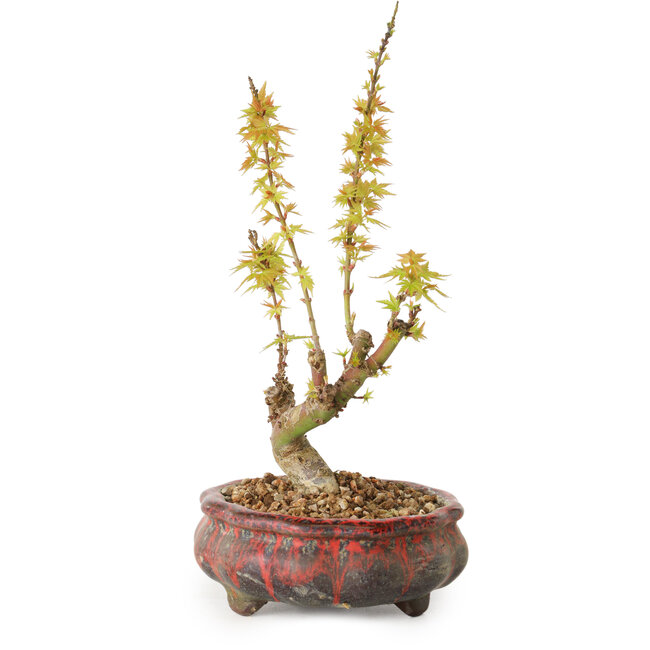 Acer palmatum Kotohime, 19 cm, ± 10 jaar oud